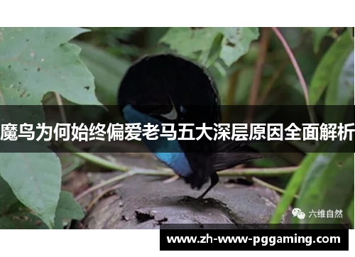 魔鸟为何始终偏爱老马五大深层原因全面解析